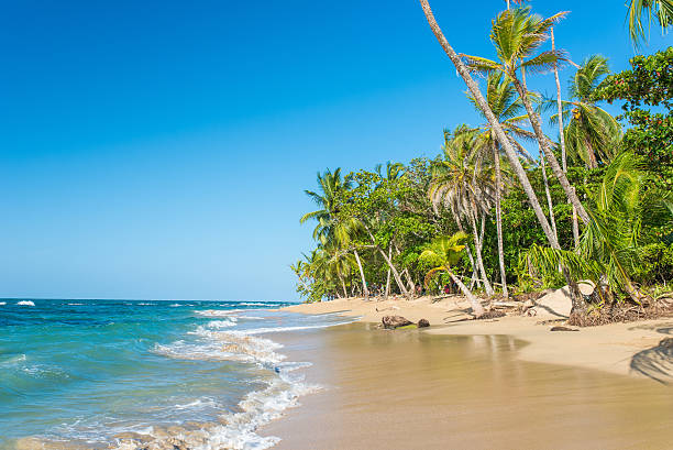 istock Punta Uva beach in Costa Rica, caribbean coast 536683944