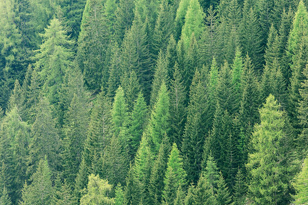 istock Magic forest lit by the sunlight. Coniferous forest region. 536683998