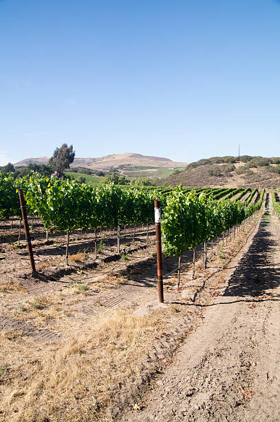 istock California Vineyards 536683999