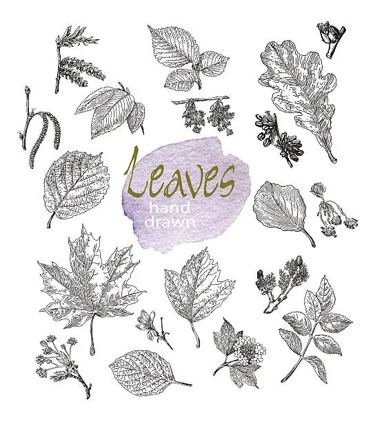 Vector illustration of Collection of highly detailed hand drawn leaves and inflorescence  isolated.