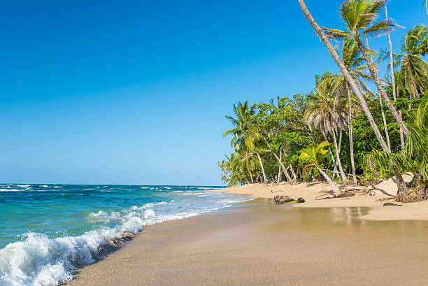 istock Punta Uva beach in Costa Rica, caribbean coast 536684232