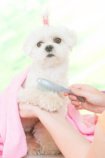 istock Little dog at spa 536684354