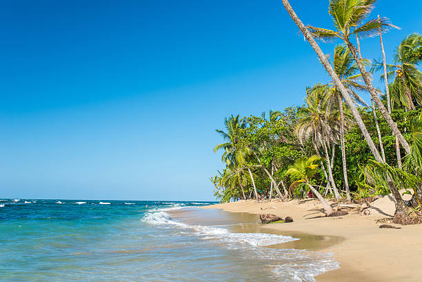 istock Punta Uva beach in Costa Rica, caribbean coast 536684486
