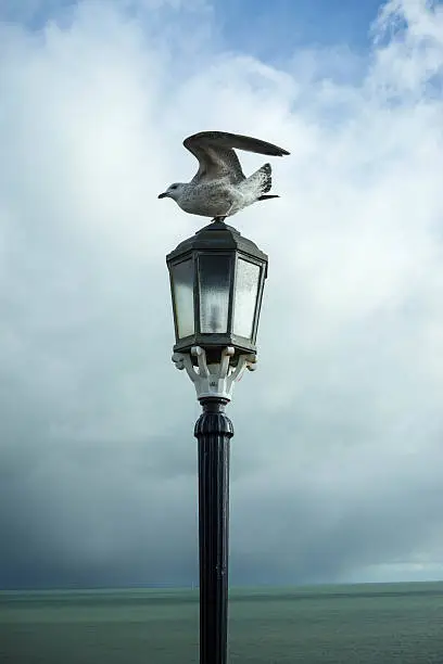 Seagull perched on a lamp overlooking the English Channel at Worthing Pier.