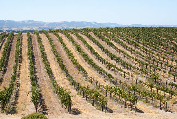 istock Rolling hill of California grapevines 536685371