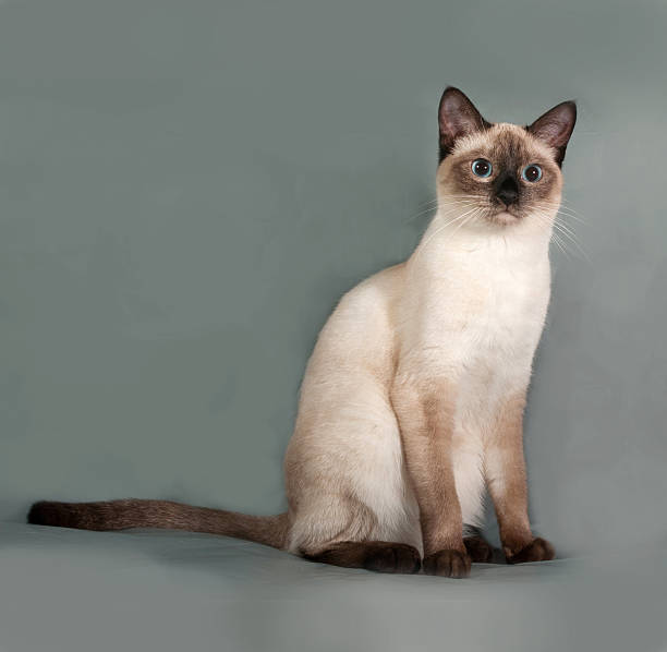 istock Thai cat with blue eyes sitting on gray 536685377