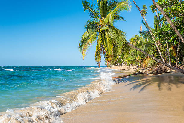 istock Punta Uva beach in Costa Rica, caribbean coast 536686068