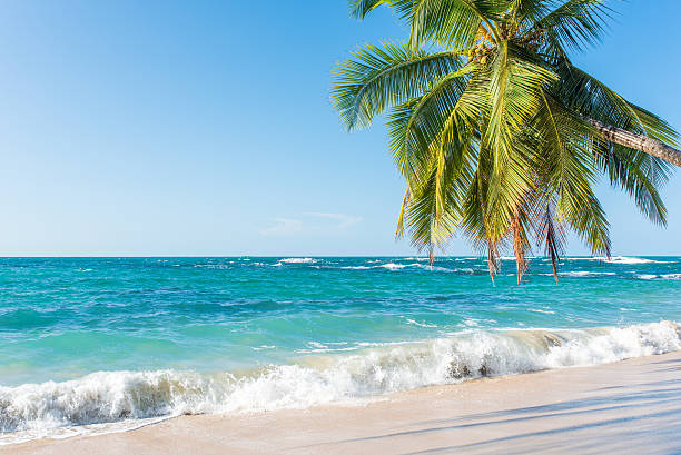 istock Punta Uva beach in Costa Rica, caribbean coast 536686600