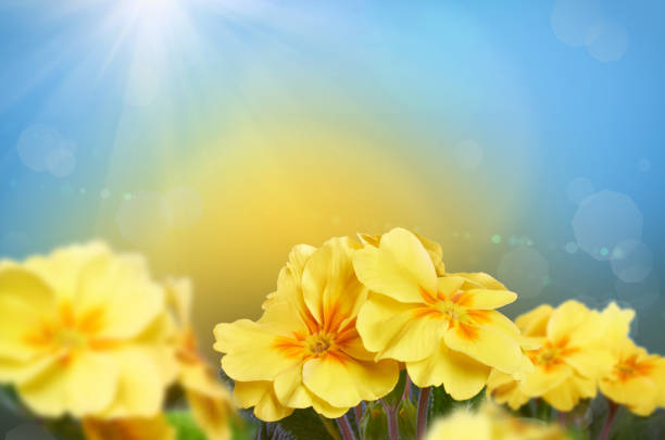 Yellow flowers on a nature background, a spring time