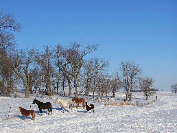 istock Horses Gather in a Snowy Iowa Pasture 536686723