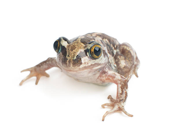 istock green frog close-up on a white background 536687352