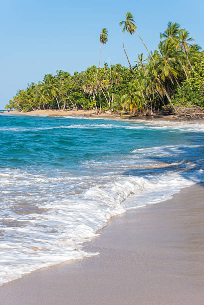 istock Punta Uva beach in Costa Rica, caribbean coast 536695120