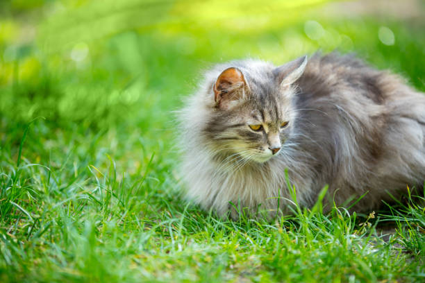 istock Siberian gray cat lying on the grass 536700762