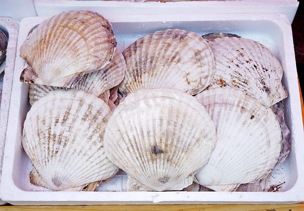 istock Scallop in the Morning market. 536701114