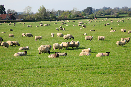 Sheep grazing in a meadow on a farm in Somerset England