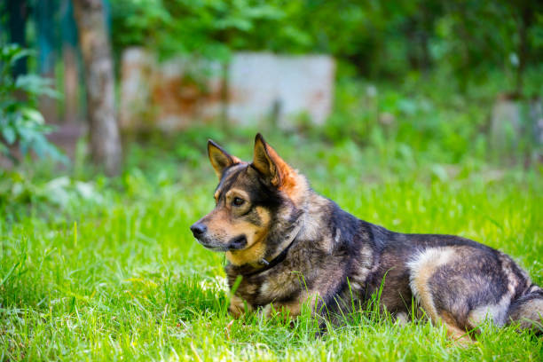 Dog lying on the grass outdoor
