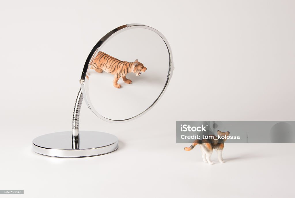 self-confidence front of the mirror - cat self-confidence front of the mirror Mirror - Object Stock Photo