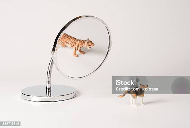 Selfconfidence Front Of The Mirror Cat Stock Photo - Download Image Now - Mirror - Object, Domestic Cat, Lion - Feline