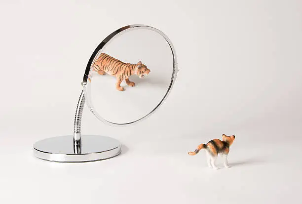 Photo of self-confidence front of the mirror - cat