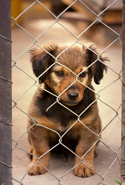 istock Dog puppy behind the fence 536719049