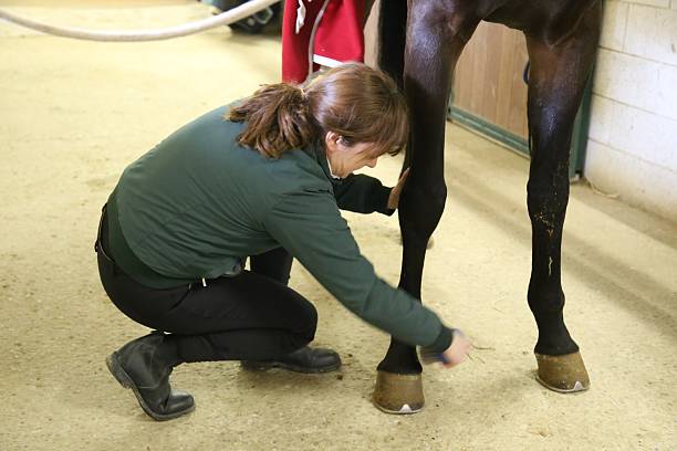 istock young woman prepares her horse 536719395