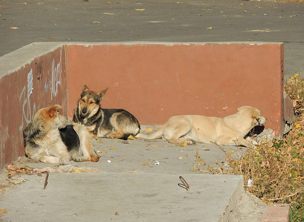 istock enjoyers life concealed dogs 536720397