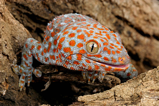 Tokay Gecko Closeup of a Tokay Gecko (Gecko gecko). tokay gecko stock pictures, royalty-free photos & images