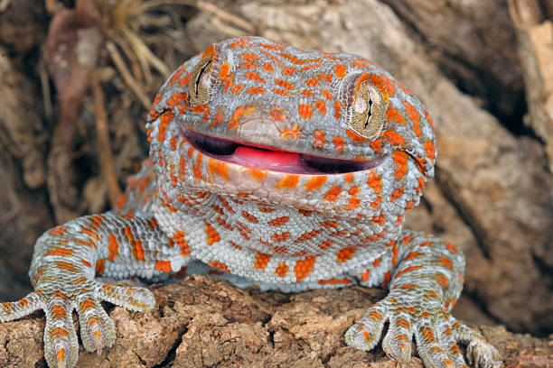 Tokay Gecko Closeup of a Tokay Gecko (Gecko gecko). tokay gecko stock pictures, royalty-free photos & images