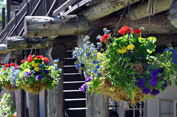 Hanging Flower Basket stock photo