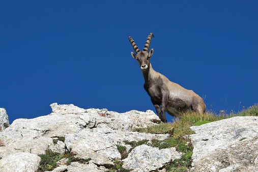 Young male alpine ibex looking down from a rock.