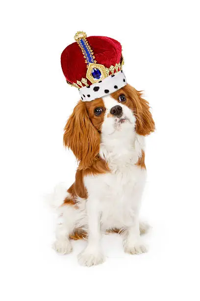 A Cavalier King Charles breed dog wearing a tall king's crown