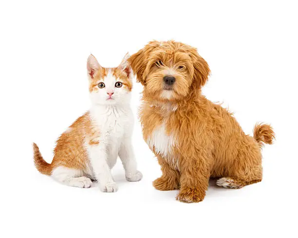 A cute little Havanese puppy and an orange tabby kitten sitting together