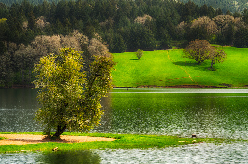 Henry Hagg Lake in Gaston, Oregon.  A local favorite for recreational outdoor activities.
