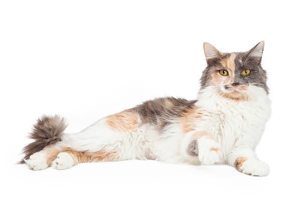 istock Calico Cat Lifting Paw Up 536722785