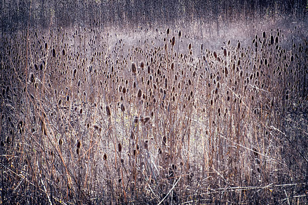 istock Closeup of a field of dried thistle 536722831