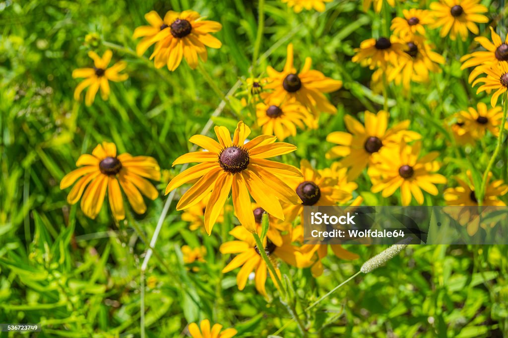 Golden Daisies Black-Eyed Susan flowers on a bright sunny day.   2015 Stock Photo