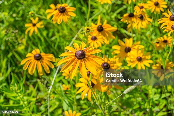 Golden Daisies Stock Photo - Download Image Now - 2015, Annual - Plant Attribute, Black-Eyed Susan