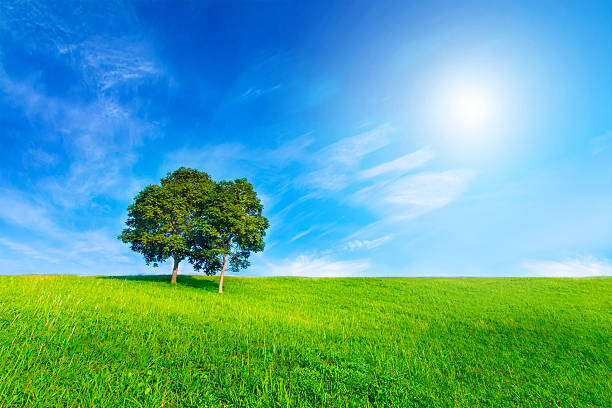 istock Landscape tree in clear green and blue nature 536724479