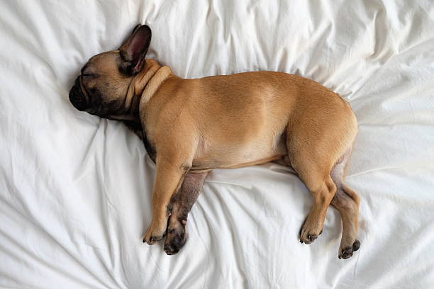 istock French bulldog on blanket 536724865