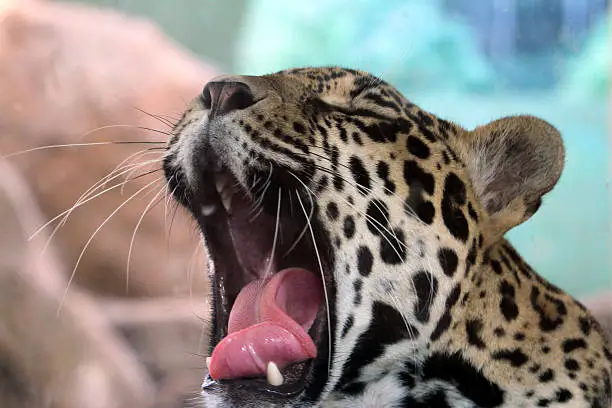 Photo of Jaguar Yawning