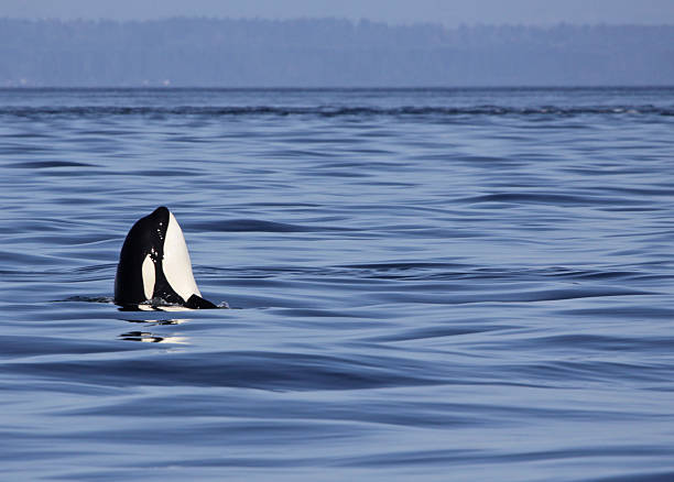 Surfaced Killer Whale stock photo