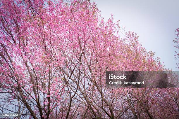 Sakura Stock Photo - Download Image Now - 2015, Asia, Beauty In Nature