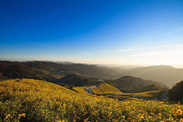 istock Evening at Mexican sunflower field in Thailand 536747049
