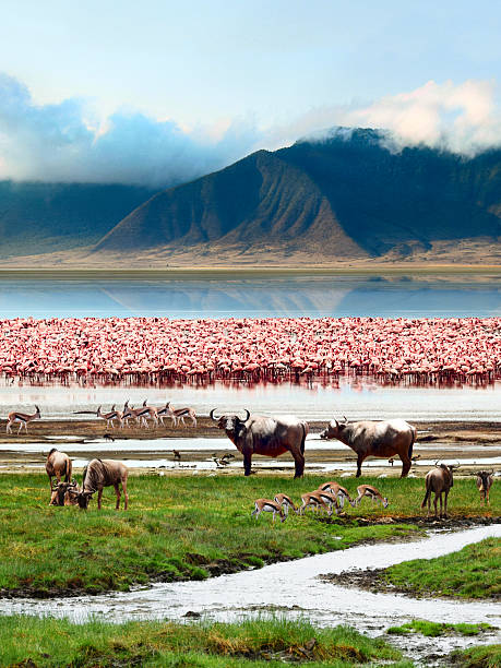 istock Landscape of African wildlife 536747881