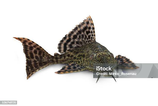 Pleco Catfish Hypostomus Plecostomus Fish Pterygoplichthys Pardalis Aquarium Fish Stock Photo - Download Image Now