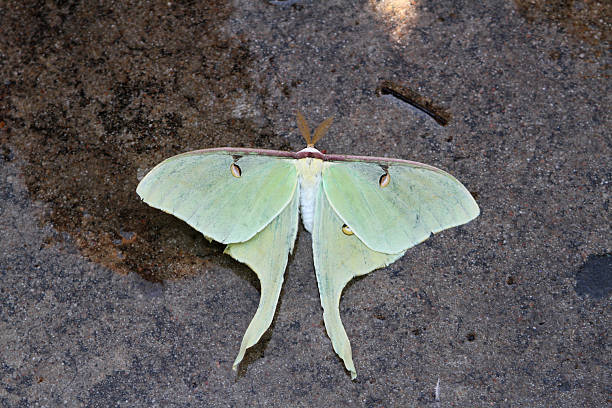 falena di luna verde - lime butterfly foto e immagini stock