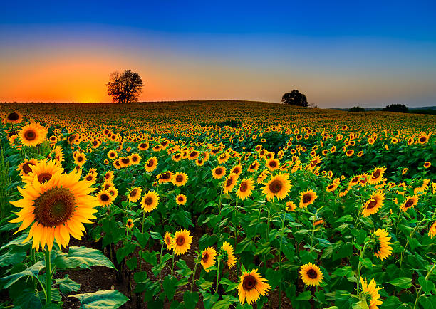 rolling campo di girasoli - sunrise leaf brightly lit vibrant color foto e immagini stock