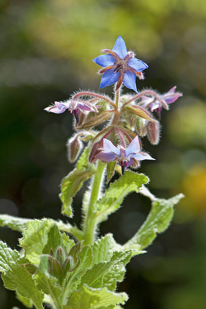 istock Austria, Salzburger Land, Borage (Borago officinalis), close up 536749277