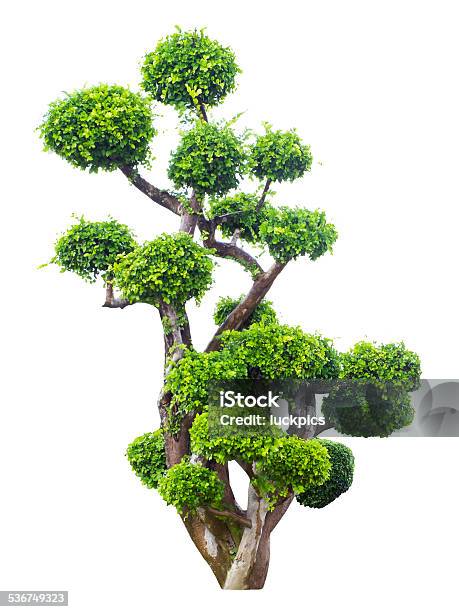 Bonsai Tree In Garden Isolated On White Stock Photo - Download Image Now - 2015, Beauty In Nature, Bonsai Tree