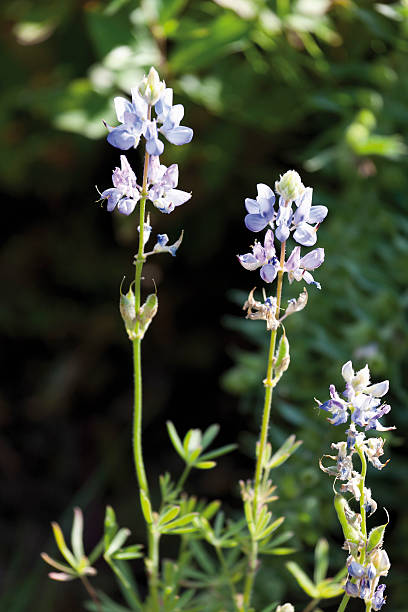 istock Germany, Lupine annual, close up 536749357